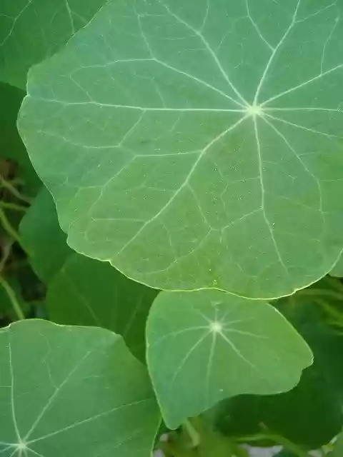 Free download Leaves Nasturtium Simply -  free photo or picture to be edited with GIMP online image editor