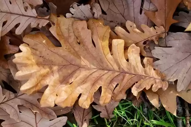 Free download leaves oak leaf dry leaf free picture to be edited with GIMP free online image editor