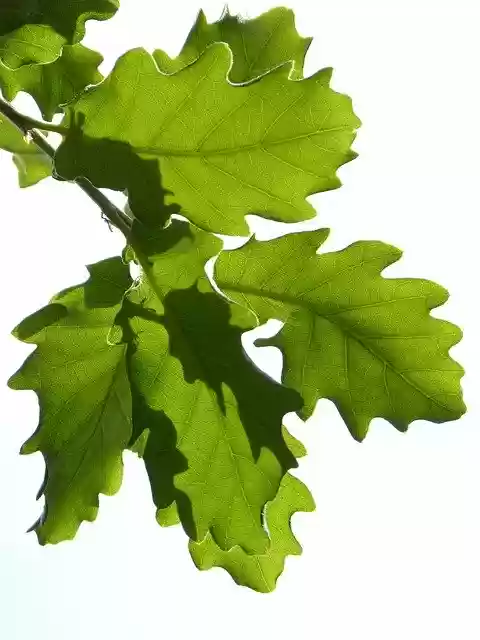 Free download Leaves Oak Translucent White -  free photo or picture to be edited with GIMP online image editor