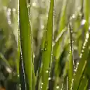 Leaves of grass soaked in dew  screen for extension Chrome web store in OffiDocs Chromium