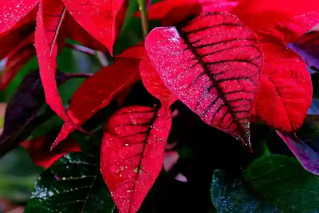 Free download leaves plant flora botany free picture to be edited with GIMP free online image editor