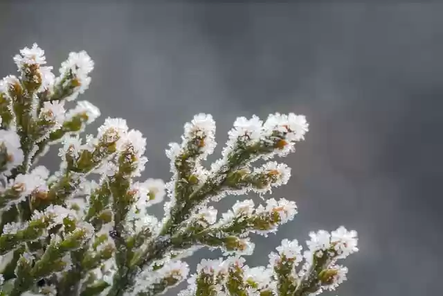 Free download leaves plant frost thuja brina free picture to be edited with GIMP free online image editor