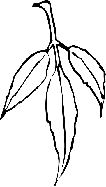Free download Leaves Plant Tree - Free vector graphic on Pixabay free illustration to be edited with GIMP free online image editor