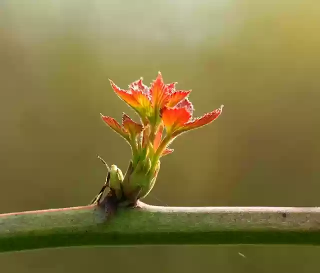 Free download leaves sprout bud plant young free picture to be edited with GIMP free online image editor