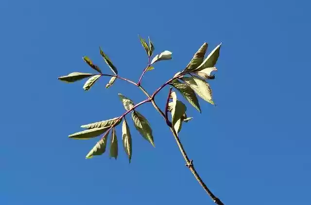 Free download Leaves Sun Sky -  free photo or picture to be edited with GIMP online image editor