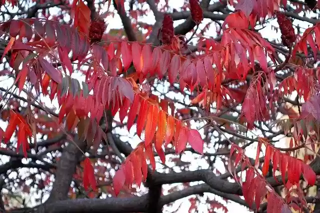 Free download Leaves Tree Fall -  free photo or picture to be edited with GIMP online image editor