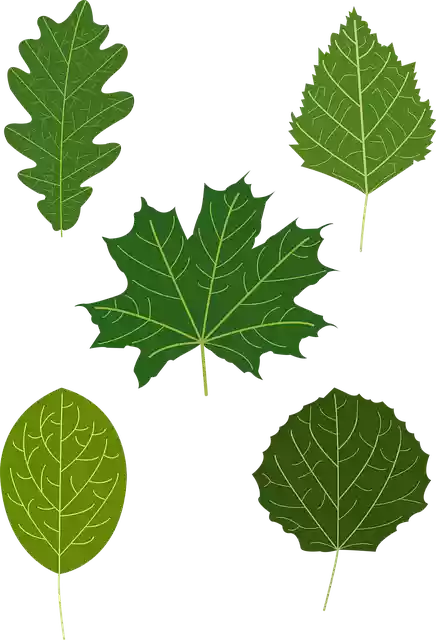 Free download Leaves Tree Greens - Free vector graphic on Pixabay free illustration to be edited with GIMP free online image editor