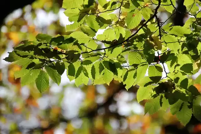 Free download leaves trees beech trees foliage free picture to be edited with GIMP free online image editor