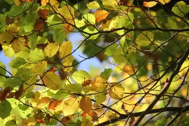 Free download leaves trees forest fall free picture to be edited with GIMP free online image editor