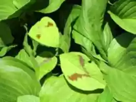 Free download Leaves with Mustaches or Mouths free photo or picture to be edited with GIMP online image editor