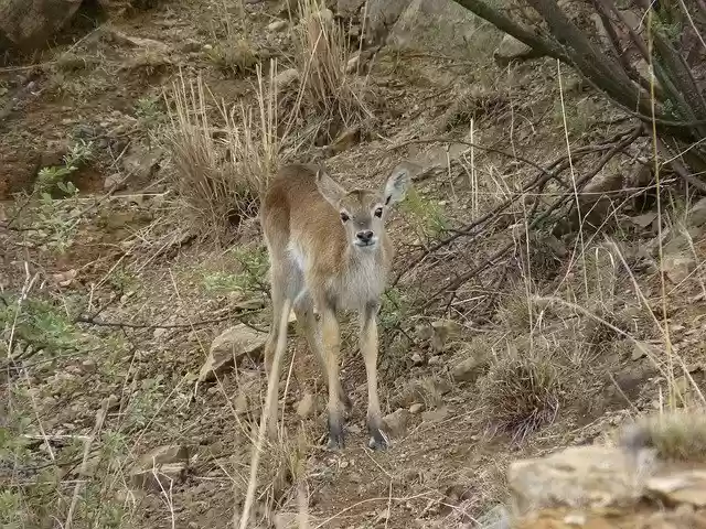 Free download Lechwe Marsh Antelope Baby -  free free photo or picture to be edited with GIMP online image editor