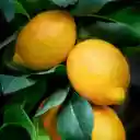 LEMON THEME  screen for extension Chrome web store in OffiDocs Chromium