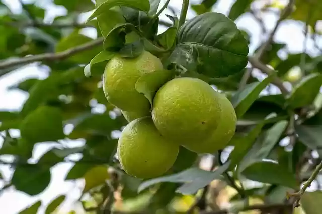 Free download lemon tree fruit green free picture to be edited with GIMP free online image editor