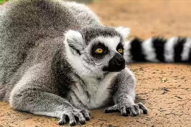 Free download lemur ape primate face fur mammal free picture to be edited with GIMP free online image editor
