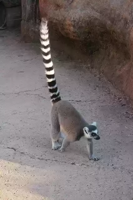 Скачать бесплатно Lemur Madagascar Nature - бесплатное фото или изображение для редактирования с помощью онлайн-редактора изображений GIMP