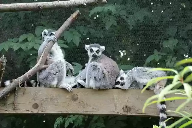 Free download Lemurs Family Zoo -  free photo or picture to be edited with GIMP online image editor