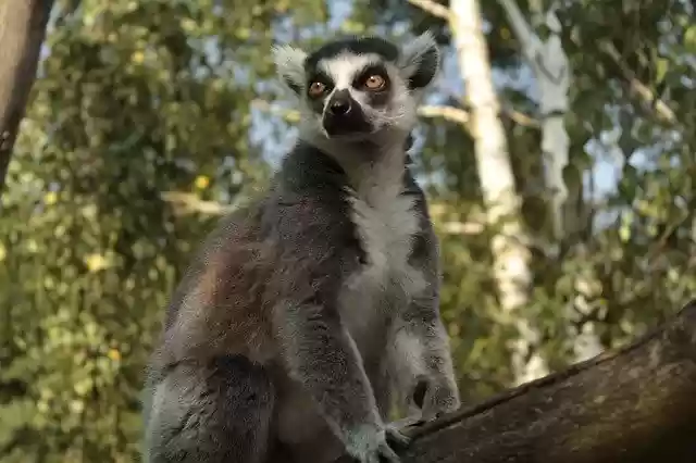 Free download Lemur Tree Wild -  free photo or picture to be edited with GIMP online image editor