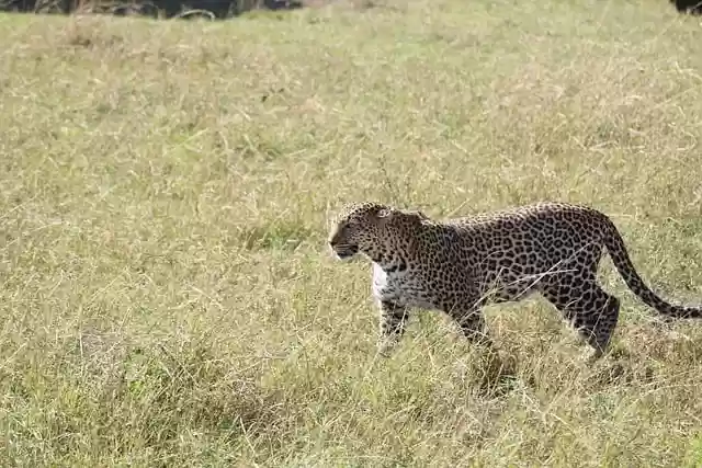 Free download leopard animal wildlife feline free picture to be edited with GIMP free online image editor