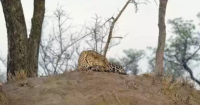 Free download Leopard Big Cats Mala Game -  free free photo or picture to be edited with GIMP online image editor