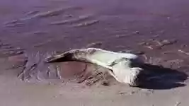 Free download Leopard Seal Animal Mammal -  free video to be edited with OpenShot online video editor