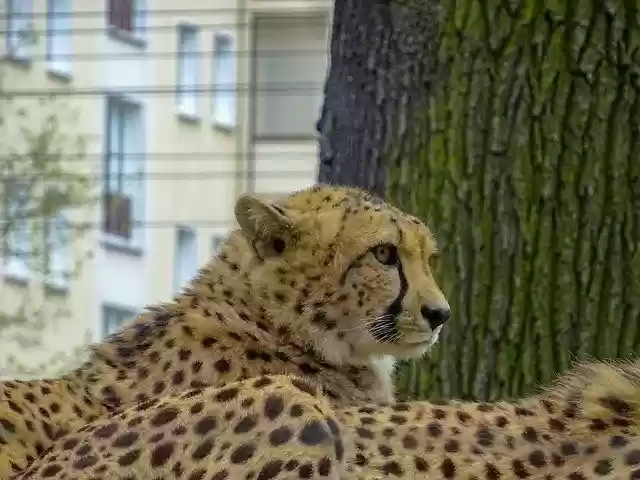 Free download Leopard Wildlife Wildanimal -  free photo or picture to be edited with GIMP online image editor