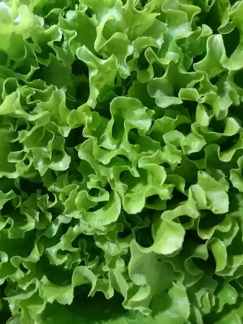 Free download Lettuce Green Diet Close -  free photo or picture to be edited with GIMP online image editor