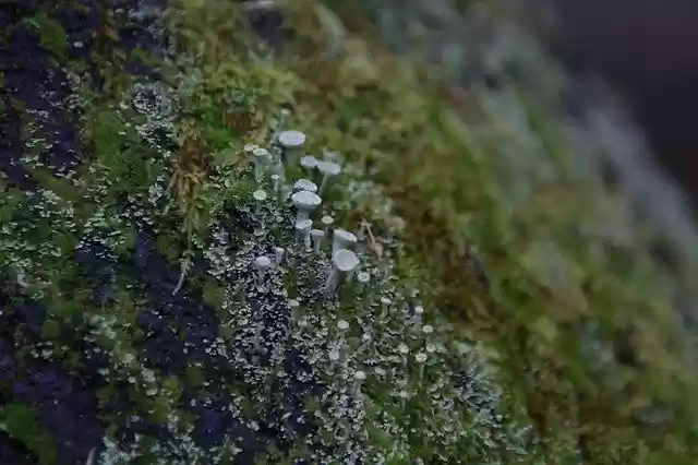 Free download Lichen Cladonia Wood -  free photo or picture to be edited with GIMP online image editor