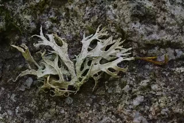 Free download Lichen Foam Tree -  free photo or picture to be edited with GIMP online image editor