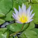 Light purple lotus  screen for extension Chrome web store in OffiDocs Chromium