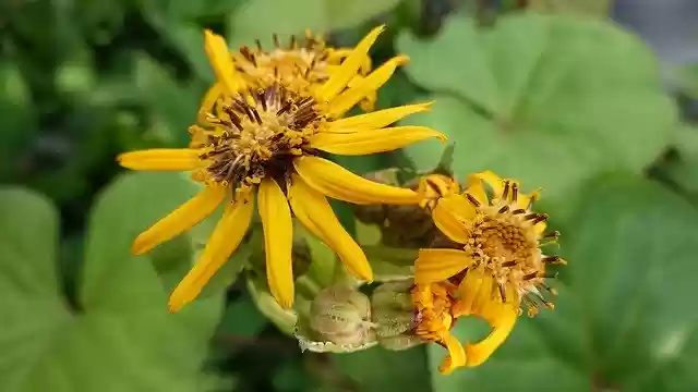 Free download Ligularia Yellow Flowers -  free photo or picture to be edited with GIMP online image editor