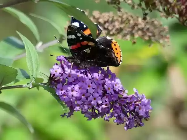 Free download Lilac Butterfly Summer -  free photo or picture to be edited with GIMP online image editor