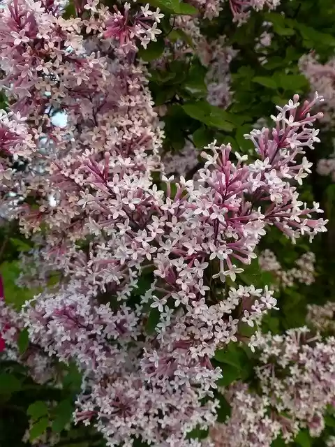 Free download Lilac Flowers Bloom -  free photo or picture to be edited with GIMP online image editor