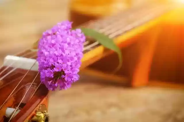 Free download Lilac Flower Summer -  free photo or picture to be edited with GIMP online image editor