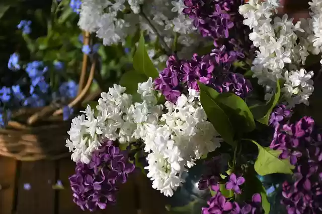 Free download lilac forget me not spring free picture to be edited with GIMP free online image editor