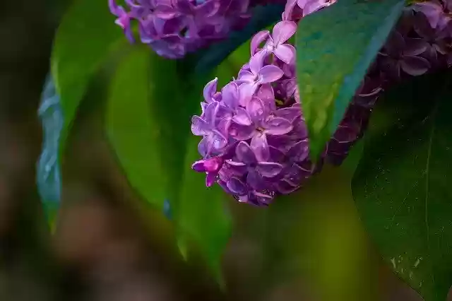 Free download Lilacs Drops Lilac -  free photo or picture to be edited with GIMP online image editor