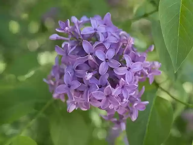 ດາວໂຫລດ Lilac Spring Garden ຟຣີ - ຮູບພາບຫຼືຮູບພາບທີ່ບໍ່ເສຍຄ່າເພື່ອແກ້ໄຂດ້ວຍບັນນາທິການຮູບພາບອອນໄລນ໌ GIMP