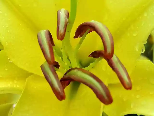 Free download Lilies Yellow Flowers -  free photo or picture to be edited with GIMP online image editor