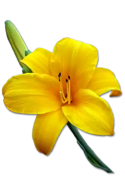 Free download Lily Blossom Bud -  free free photo or picture to be edited with GIMP online image editor