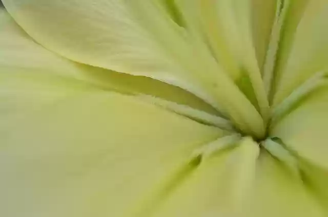 Free download Lily Flower -  free photo or picture to be edited with GIMP online image editor