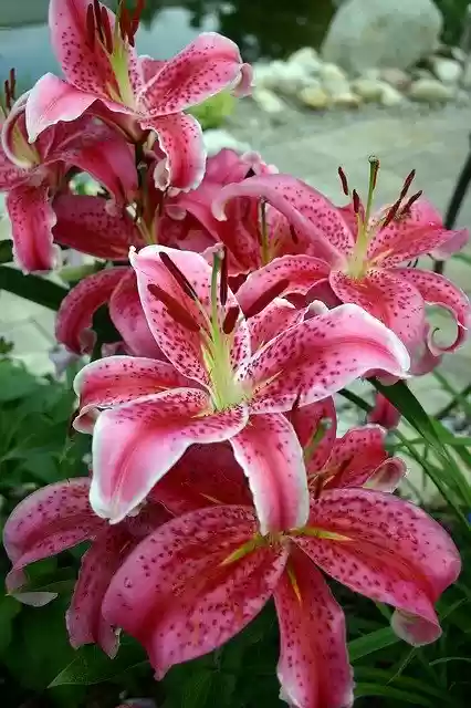 Libreng download Lily Flower Blossomed - libreng larawan o larawan na ie-edit gamit ang GIMP online na editor ng imahe