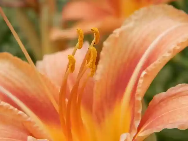 Free download Lily Flower Close-Up -  free photo or picture to be edited with GIMP online image editor