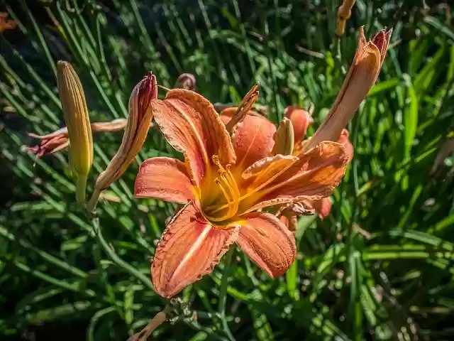 Free download Lily Flower Garden free photo template to be edited with GIMP online image editor