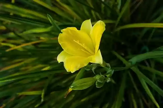 Free download Lily Żólta Flower -  free photo or picture to be edited with GIMP online image editor