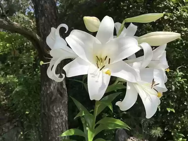 Free download Lily Nature Plants -  free free photo or picture to be edited with GIMP online image editor