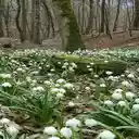 Lily of the valley flowers in the forest wallpaper  screen for extension Chrome web store in OffiDocs Chromium