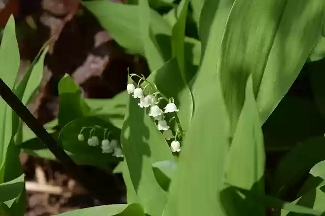 Kostenloser Download Lily Of The Valley Flower Spring kostenlose Fotovorlage zur Bearbeitung mit GIMP Online-Bildbearbeitung