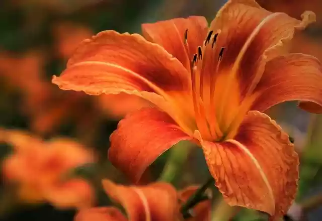 Free download lily orange daylily blossomed free picture to be edited with GIMP free online image editor