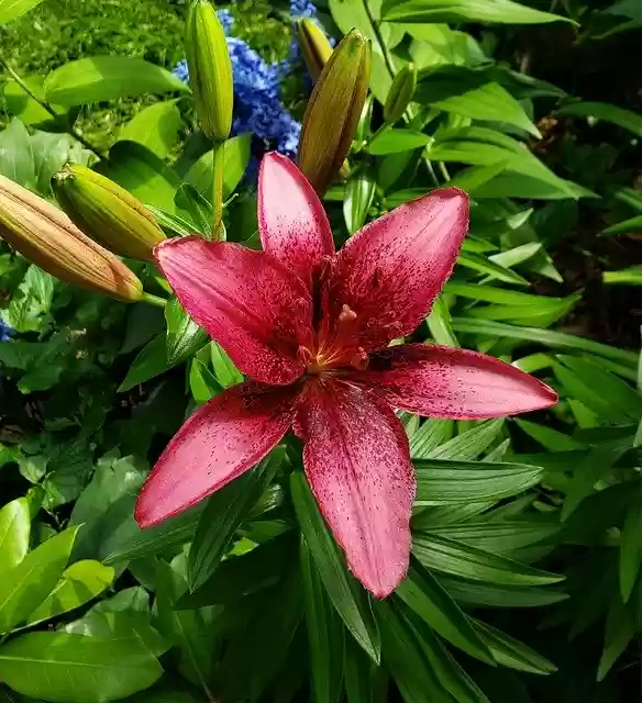 Free download Lily Oriental Lillies Flower -  free free photo or picture to be edited with GIMP online image editor