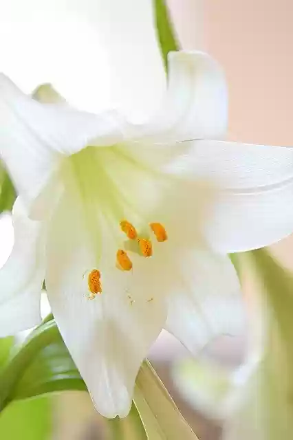 Free download Lily White Flower -  free photo or picture to be edited with GIMP online image editor