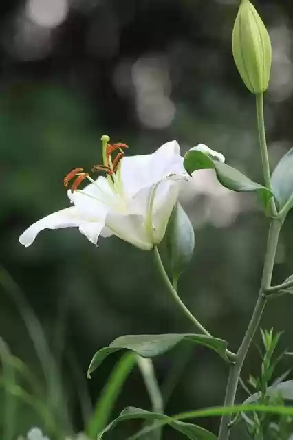 Free download Lily White Flower Wild -  free photo or picture to be edited with GIMP online image editor